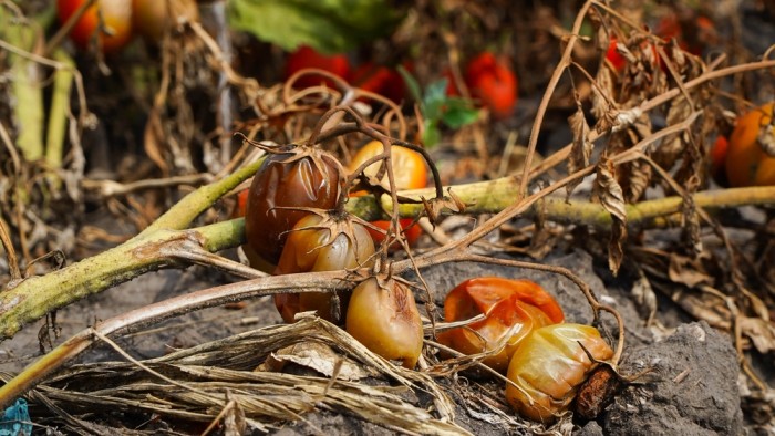 Native, Pioneer, And Amish Responses To Crop Failure In The First 72 Hours – Survivopedia Native, Pioneer, And Amish Responses To Crop Failure In The First 72 Hours – Survivopedia