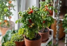 How I Ran a Small Apartment as a Mini Homestead – Survivopedia