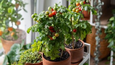 How I Ran a Small Apartment as a Mini Homestead – Survivopedia