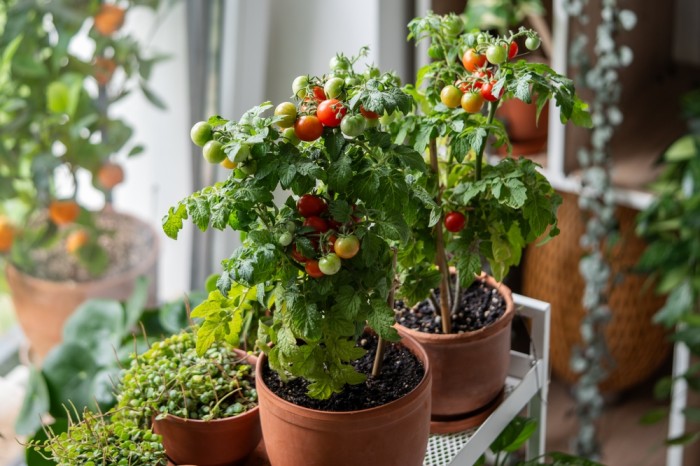 How I Ran a Small Apartment as a Mini Homestead – Survivopedia