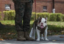 ‘Genetic tolerance to the heat and humidity’: Marines search for next Parris Island mascot