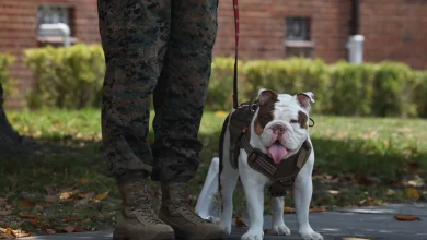 ‘Genetic tolerance to the heat and humidity’: Marines search for next Parris Island mascot ‘Genetic tolerance to the heat and humidity’: Marines search for next Parris Island mascot