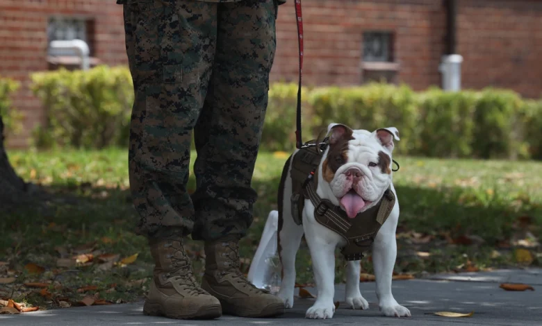 ‘Genetic tolerance to the heat and humidity’: Marines search for next Parris Island mascot ‘Genetic tolerance to the heat and humidity’: Marines search for next Parris Island mascot