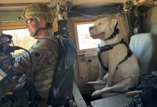 Meet Axel, the deaf rescue dog now set to deploy