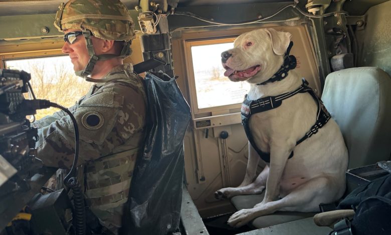 Meet Axel, the deaf rescue dog now set to deploy Meet Axel, the deaf rescue dog now set to deploy